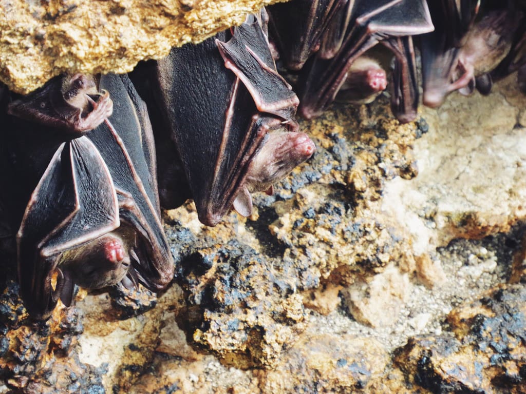 18 Best Samal Island Tourist Spots And Things to do in Samal Island (Travel Guide) 14 Things to do in Samal Island, Monfor Bat Sanctuary Samal Island