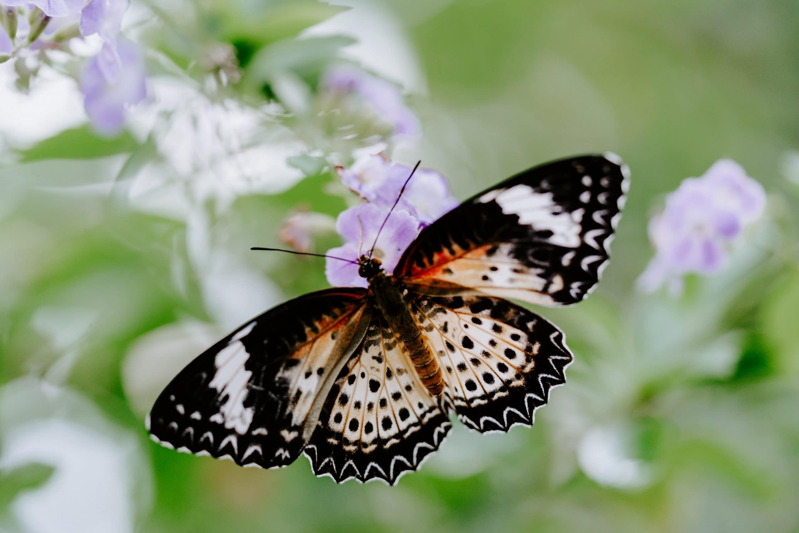 20 Best Siquijor Tourist Spots and Things To Do in Siquijor (Travel Guide) 24 Siquijor Butterfly Sanctuary, siquijor tourist spots, things to do in siquijor