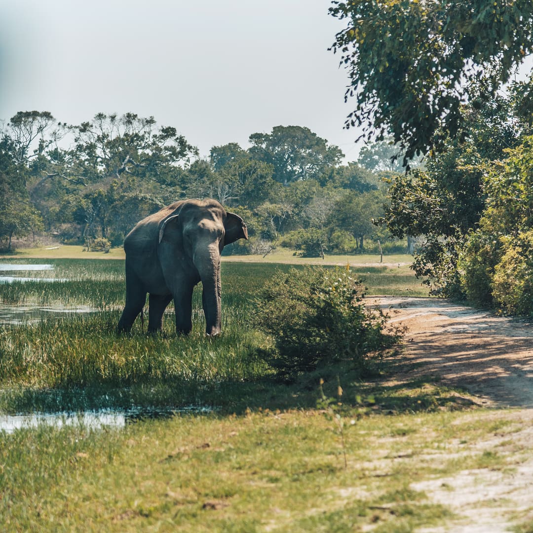 50 Amazing Things To Do in Sri Lanka 3 Nature Park in Sri Lanka, things to do in Sri Lanka, Sri Lanka travel guide
