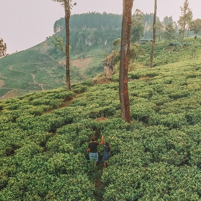 50 Amazing Things To Do in Sri Lanka 5 Things to do in Sri Lanka: Visiting tea plantations in Sri Lanka