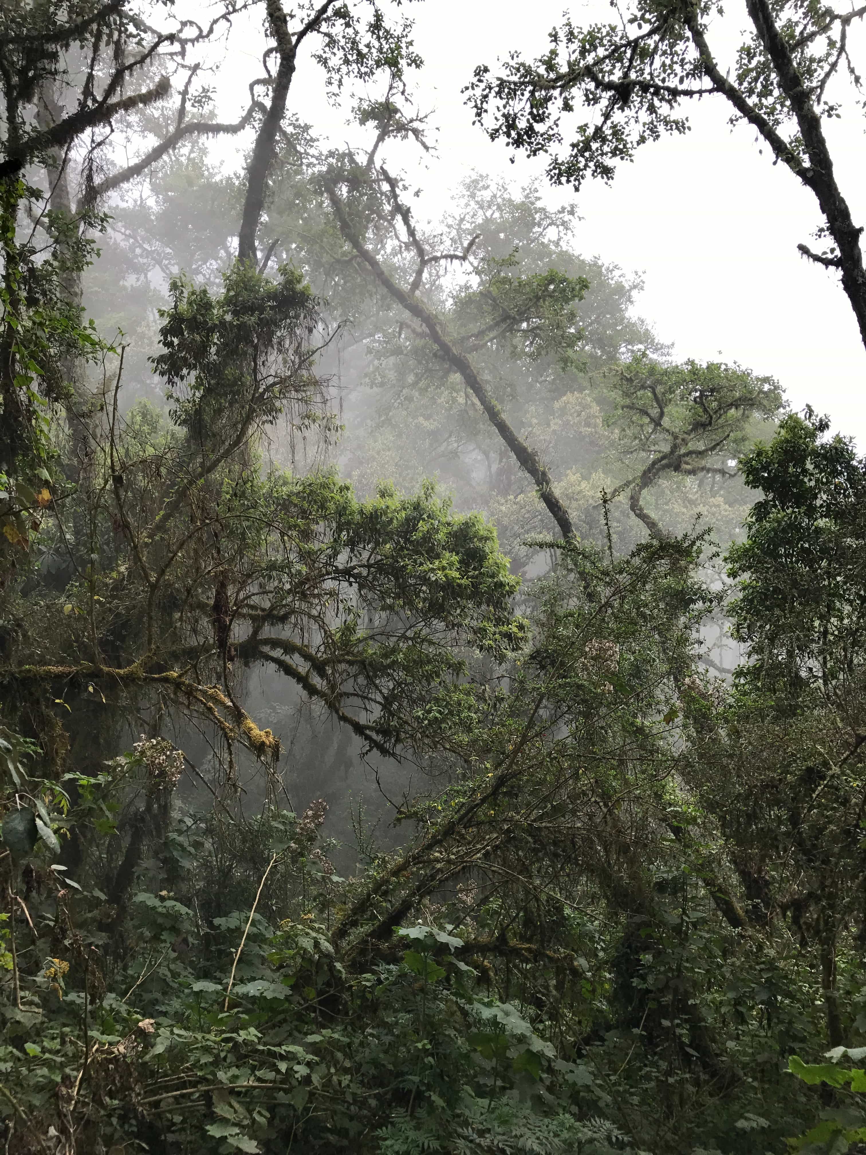 45 Things To Know Before Visiting Guatemala - Guatemala Travel Tips For First Timers 35 things to do in Guatemala, backpacking Guatemala, places to visit in Guatemala, Guatemala travel guide, Guatemala Travel Itinerary, best time to visit Guatemala, festivals in Guatemala