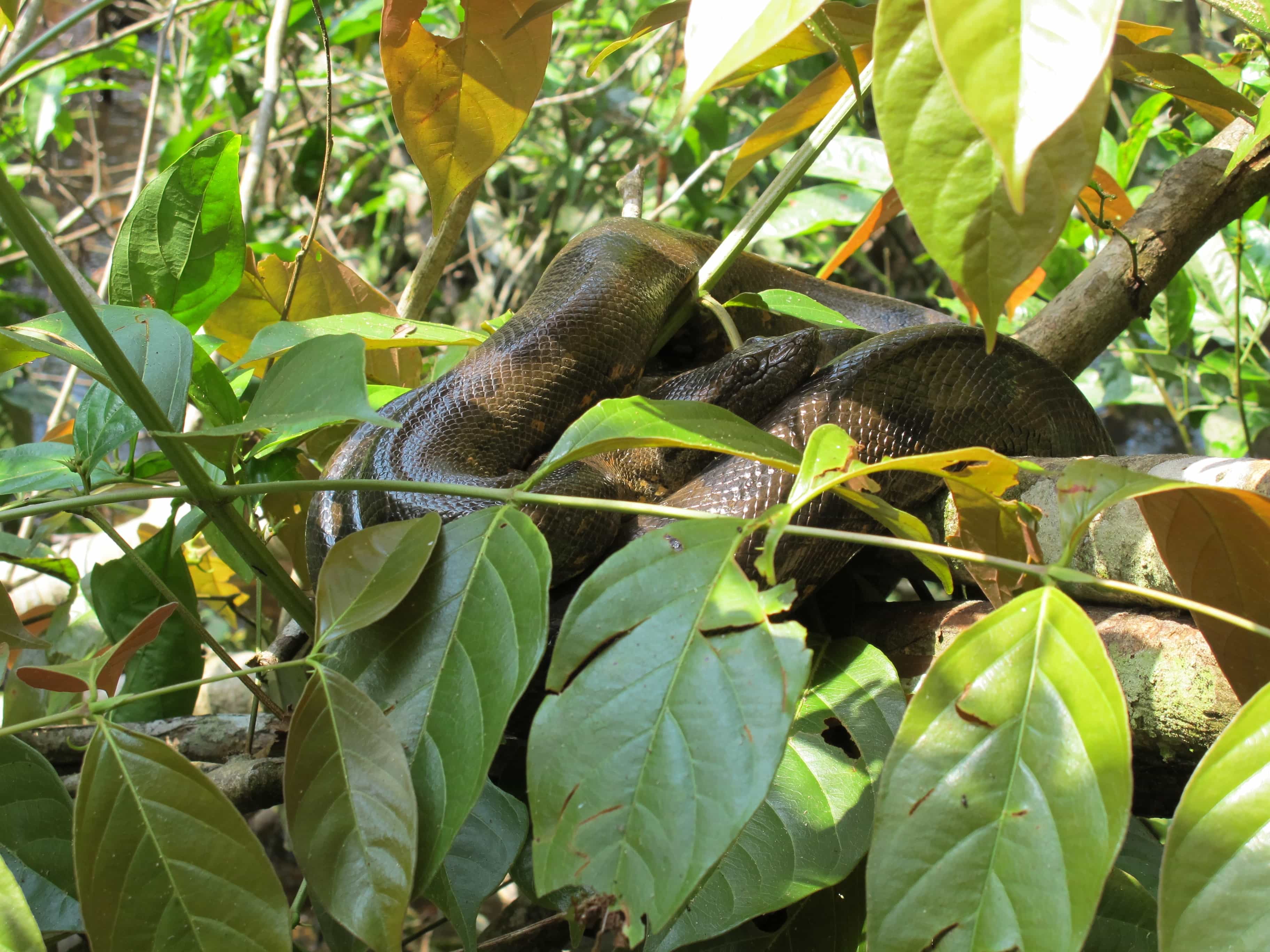 Adventure Bucket List: Best Destinations for an Adventure Getaway 5 amazon anaconda ecuador 1040957