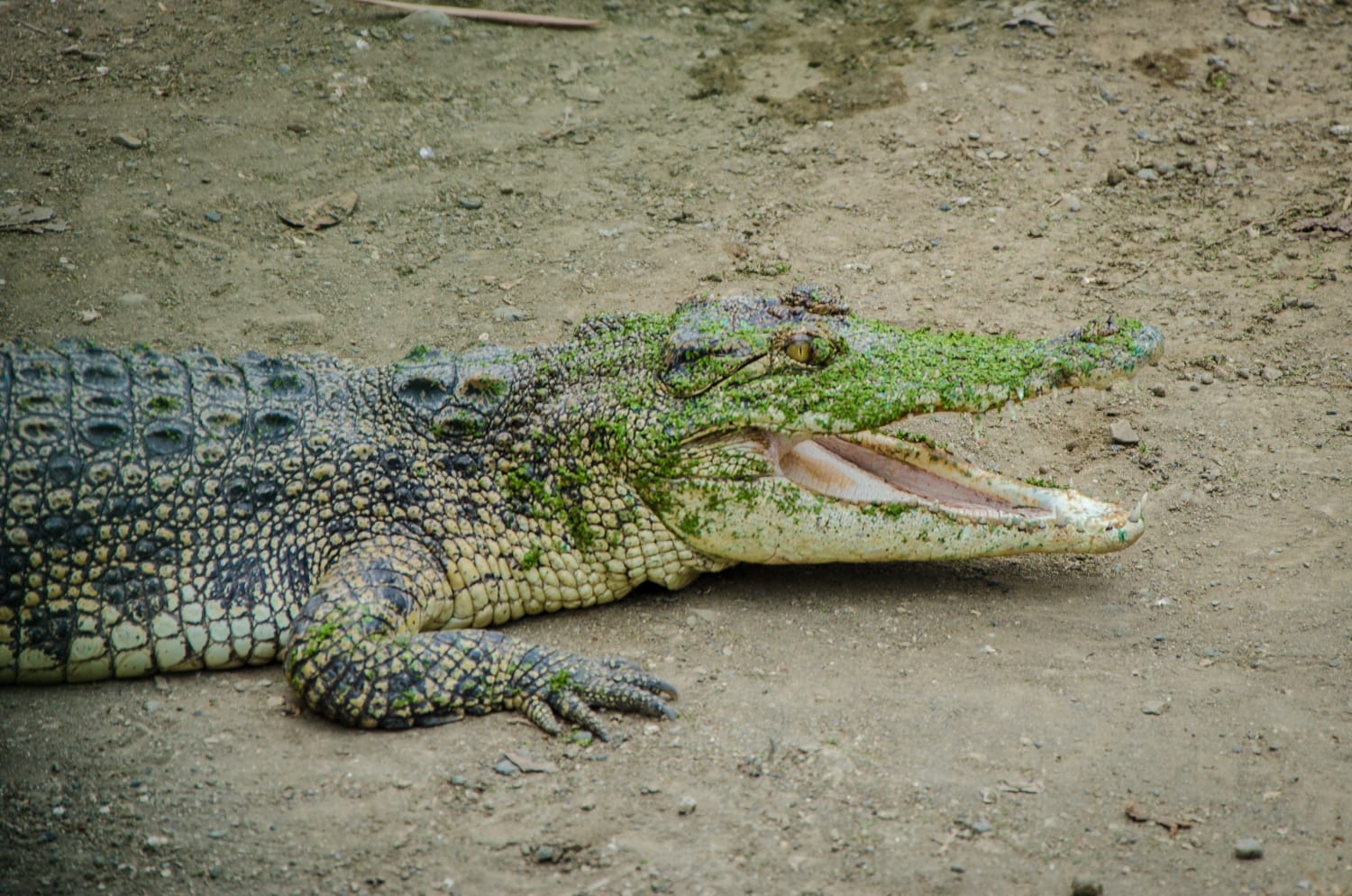 Davao Crocodile Park, davao travel guide, things to do in davao, davao city tourist spots, where to stay in davao, what to eat in Davao