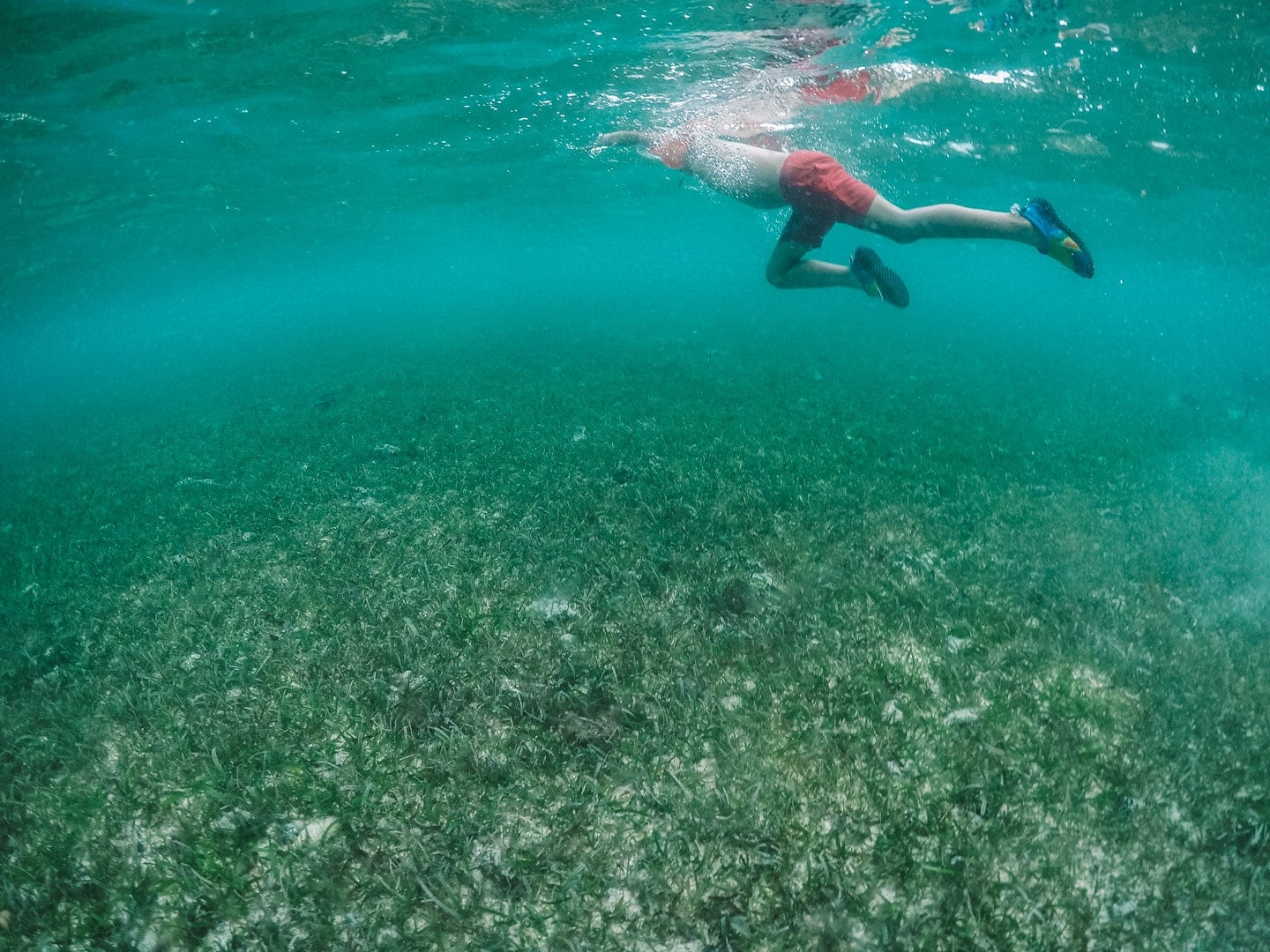 snorkeling, things to do in Anilao