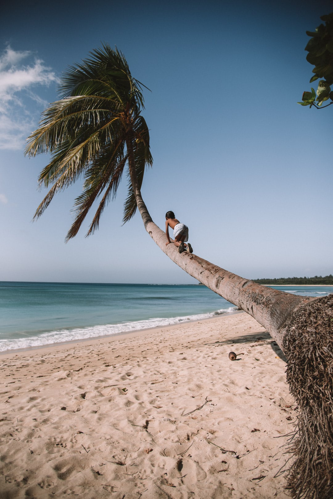 20 Awesome Pagudpud Tourist Spots And Things to do in Pagudpud 28 things to do in Pagudpud, climbing a palm tree
