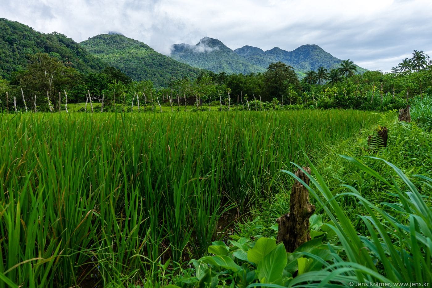 26 Best Camiguin Tourist Spots and Things to do in Camiguin 24 Sagay Rice Fields, Camiguin tourist spots, things to do in camiguin