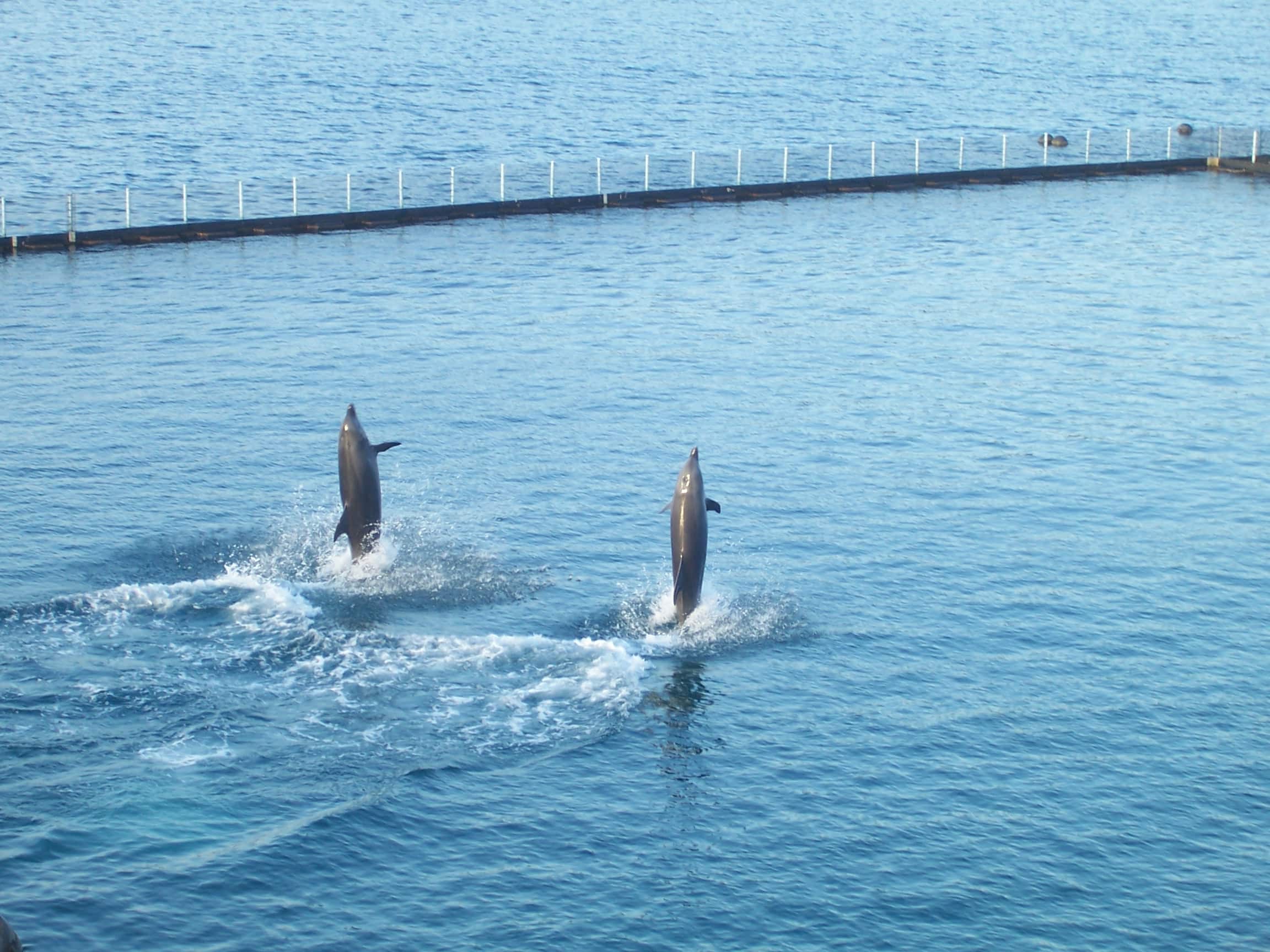 Ocean adventure, things to do in subic, subic travel guide
