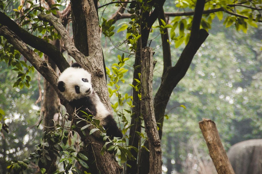 18 Best Things To do in Macau And Macau Tourist Spots 16 Giant Panda Pavilion