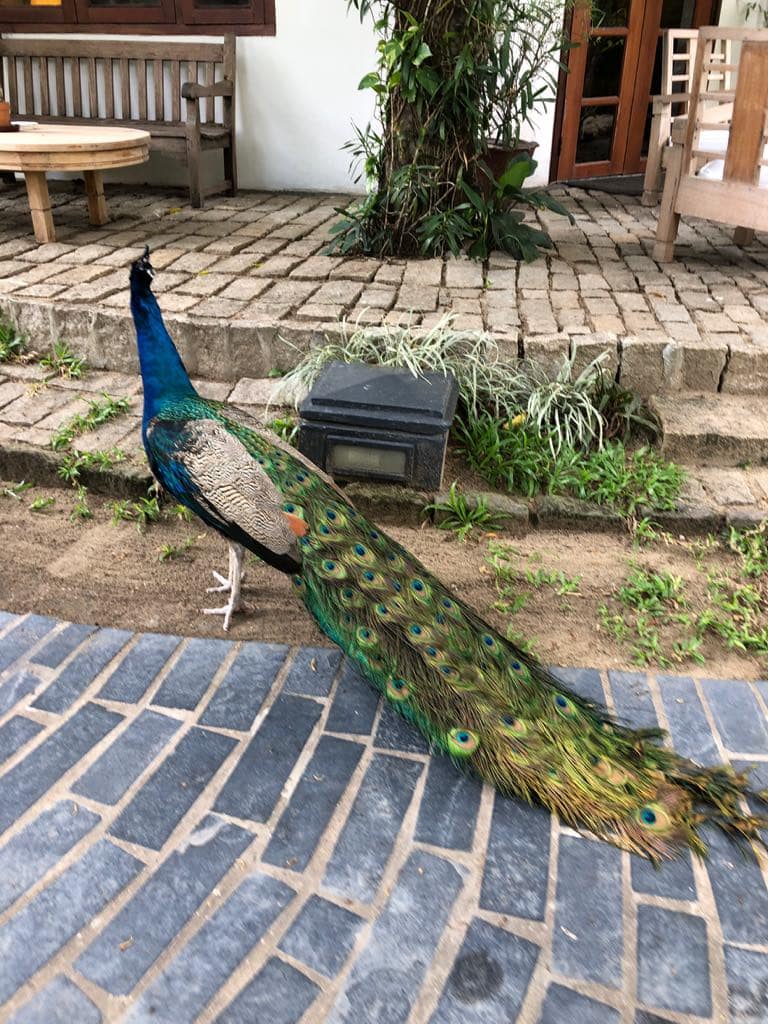 22 Awesome Things to do in Yangon (Travel Guide) 34 59923913 1066995496825054 1814193597419880448 n 1