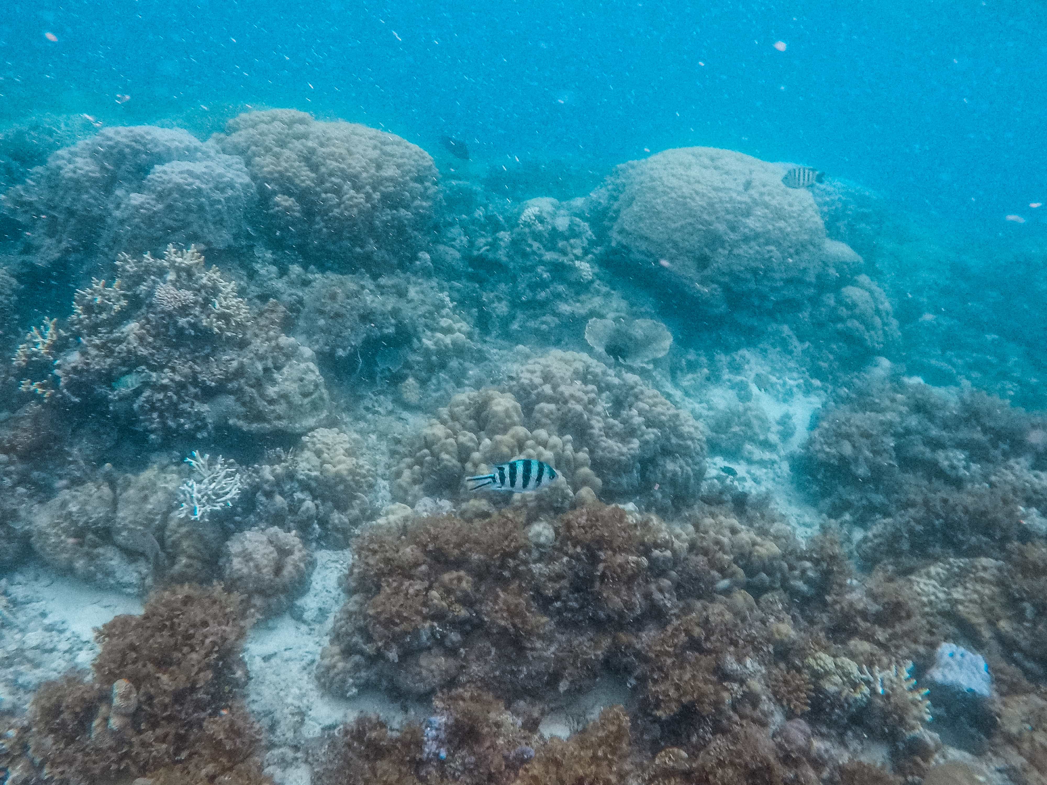 14 Awesome Things to do in Port Barton (Travel Guide) 5 snorkeling in Port Barton, island hopping in Port Barton