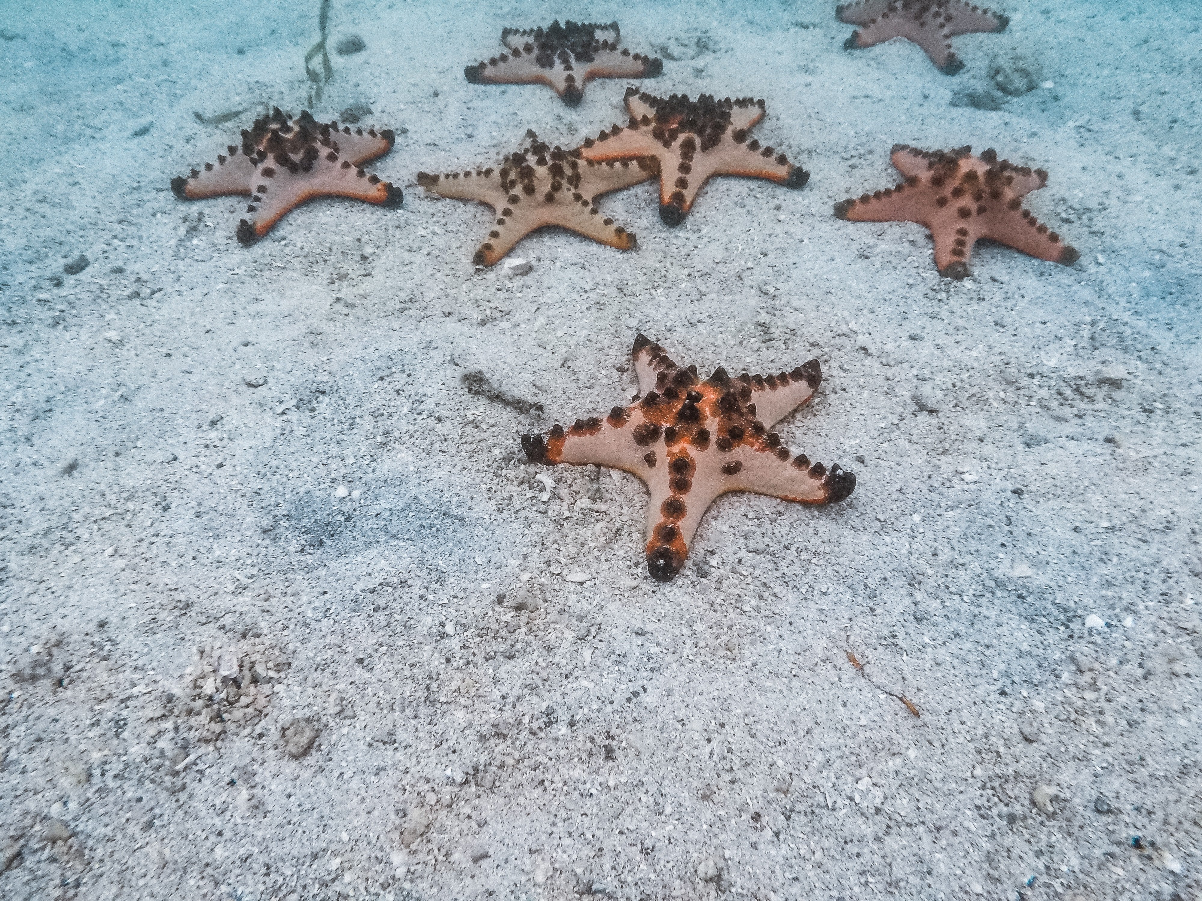 14 Awesome Things to do in Port Barton (Travel Guide) 13 daily budget in Port Barton, things to do in Port Barton, Port Barton travel guide, Star Fish island in Port Barton, Capasalay Island