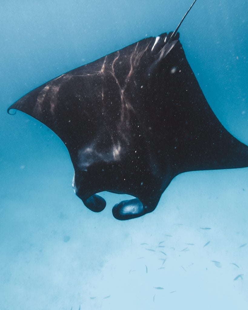 12 Awesome Things to do in Omadhoo Island (Travel Guide) 18 Omadhoo island, things to do in Omadhoo island, Omadhoo island travel guide, where to stay in Omadhoo island , Manta Rays in Maldives