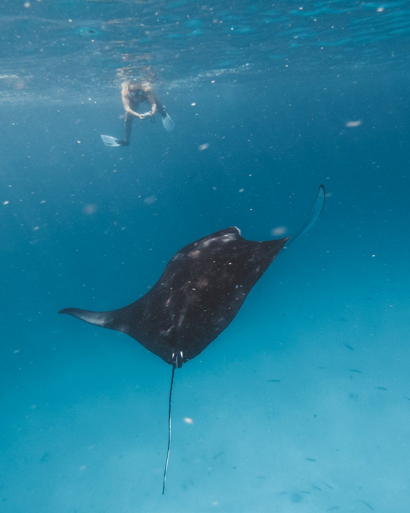 12 Awesome Things to do in Omadhoo Island (Travel Guide) 11 Omadhoo island, things to do in Omadhoo island, Omadhoo island travel guide, where to stay in Omadhoo island , Manta Rays, snorkeling in Omadhoo Island