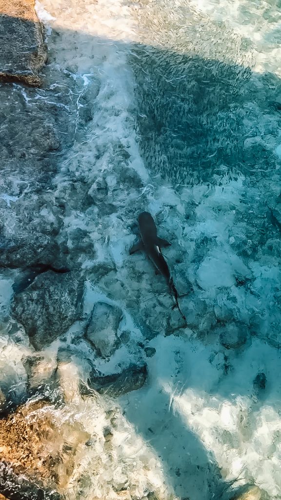 Our 15 Best Countries To Visit for Photos 8 Park Hyatt Hadahaa Maldives Travel Guide reef sharks 1