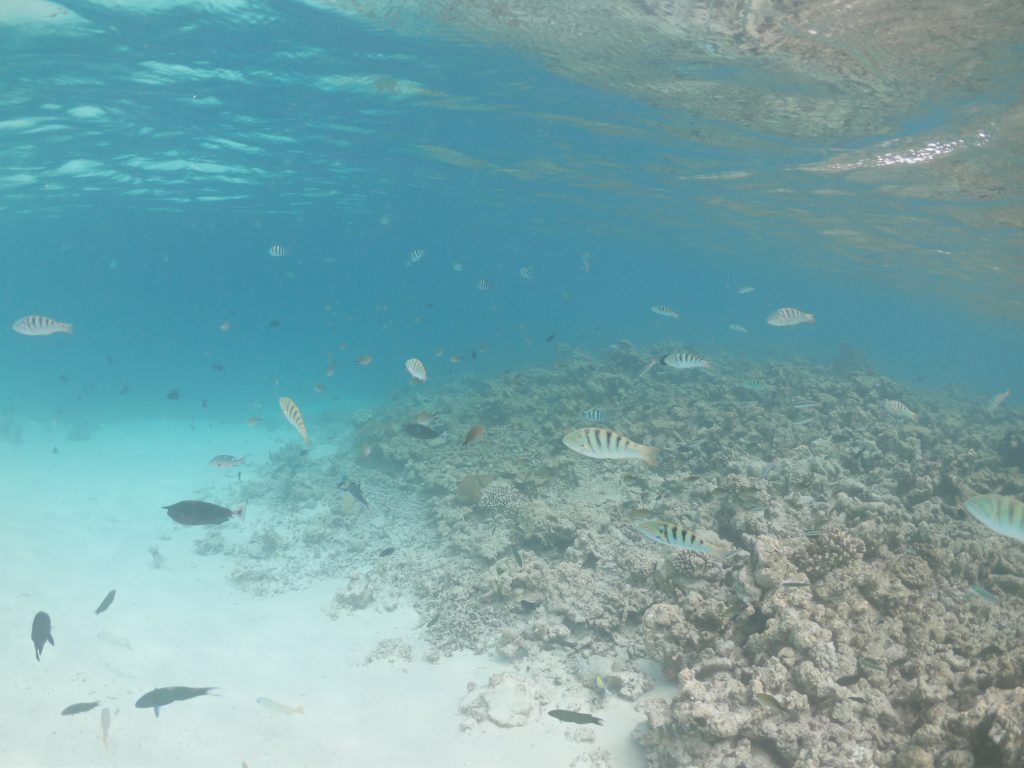 18 Awesome Things to do in Thulusdhoo Island (Travel Guide) 26 Thulusdhoo island, things to do in Thulusdhoo Island, Thulusdhoo island travel guide, diving in Thulusdhoo, diving in Mladives