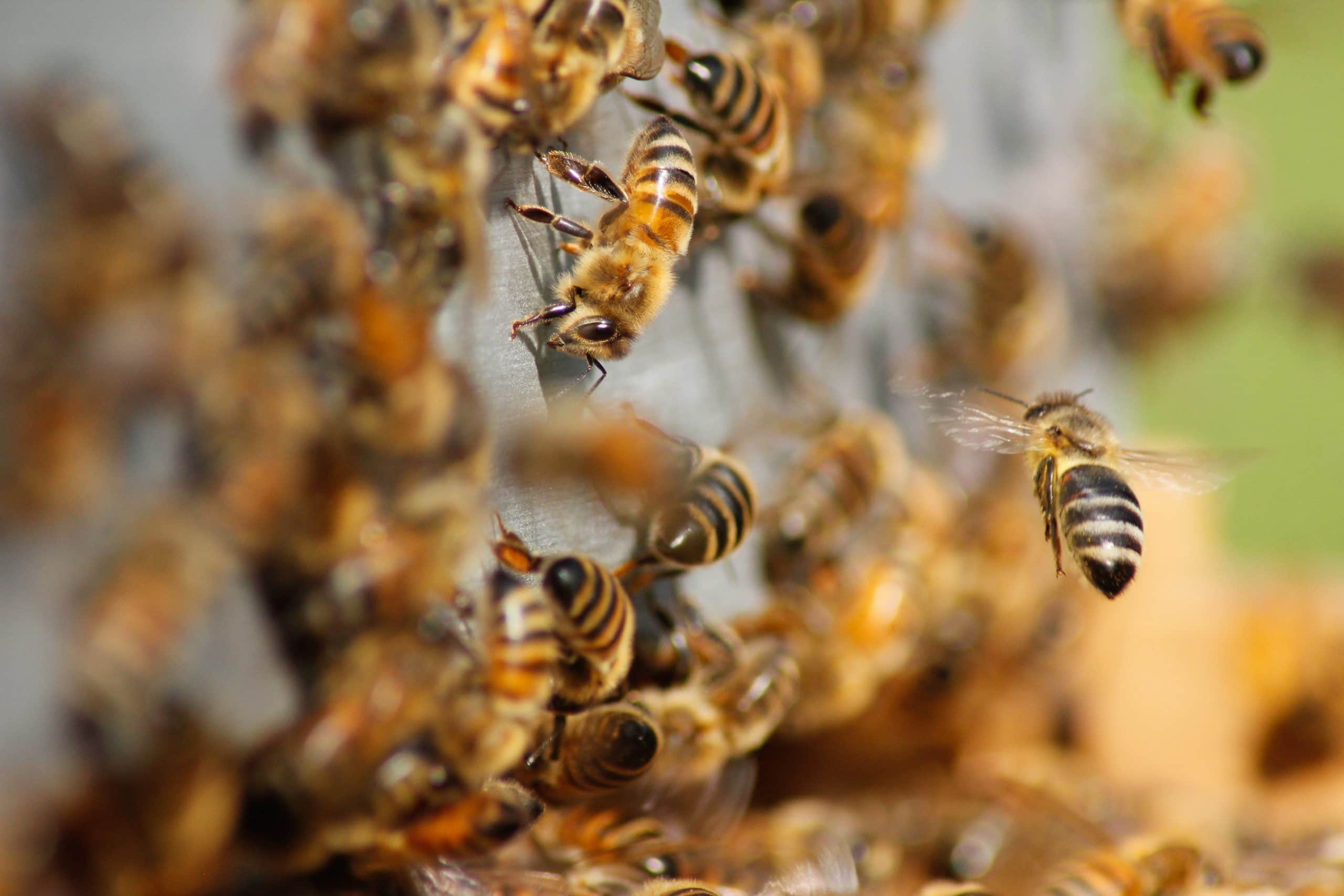 21 Amazing Batangas Tourist Spots And Things to do in Batangas 17 Milea Bee Farm, Batangas tourist spots