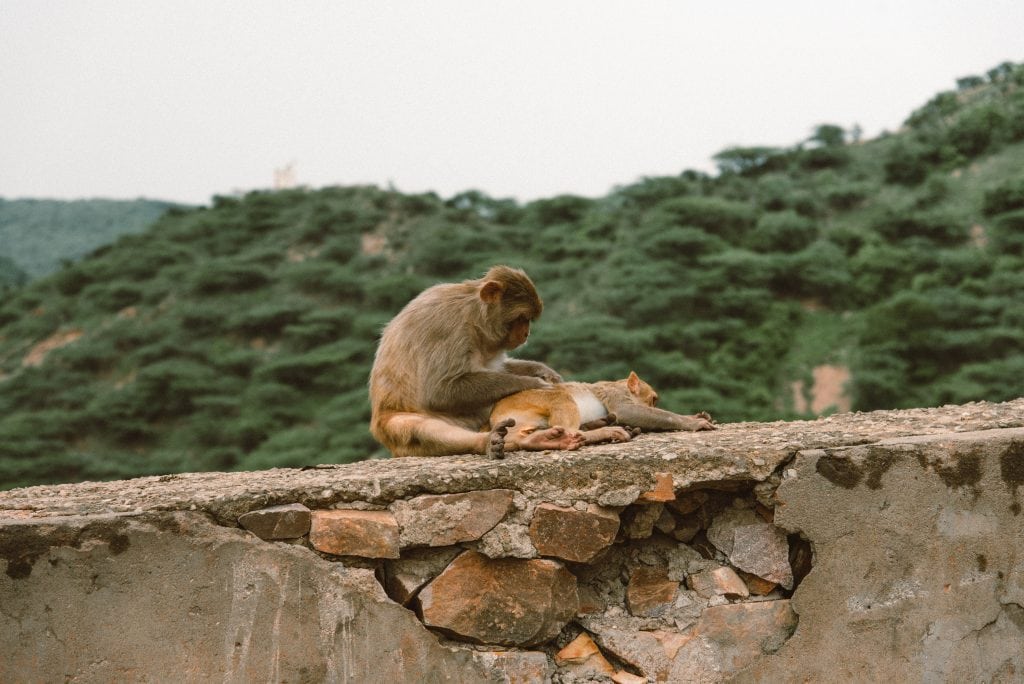 10 Cool Things to do in Jaipur (Travel Guide) 12 Monkey temple, things to do in Jaipur, Jaipur travel guide