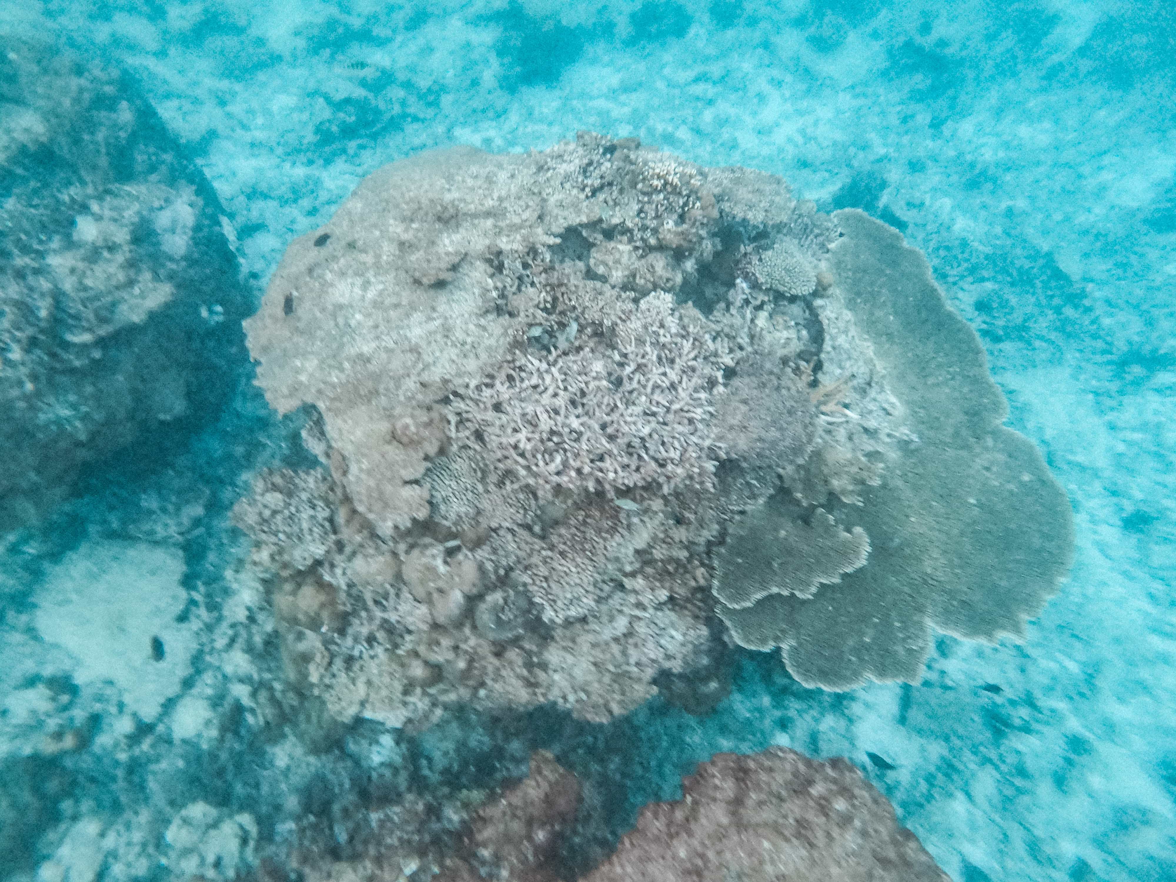 9 Amazing Things to do in Calaguas Island (Travel Guide) 15 snorkeling in Calaguas Island, Calaguas Beach, Calaguas Itinerary, Calaguas travel guide, things to do in Calaguas Island