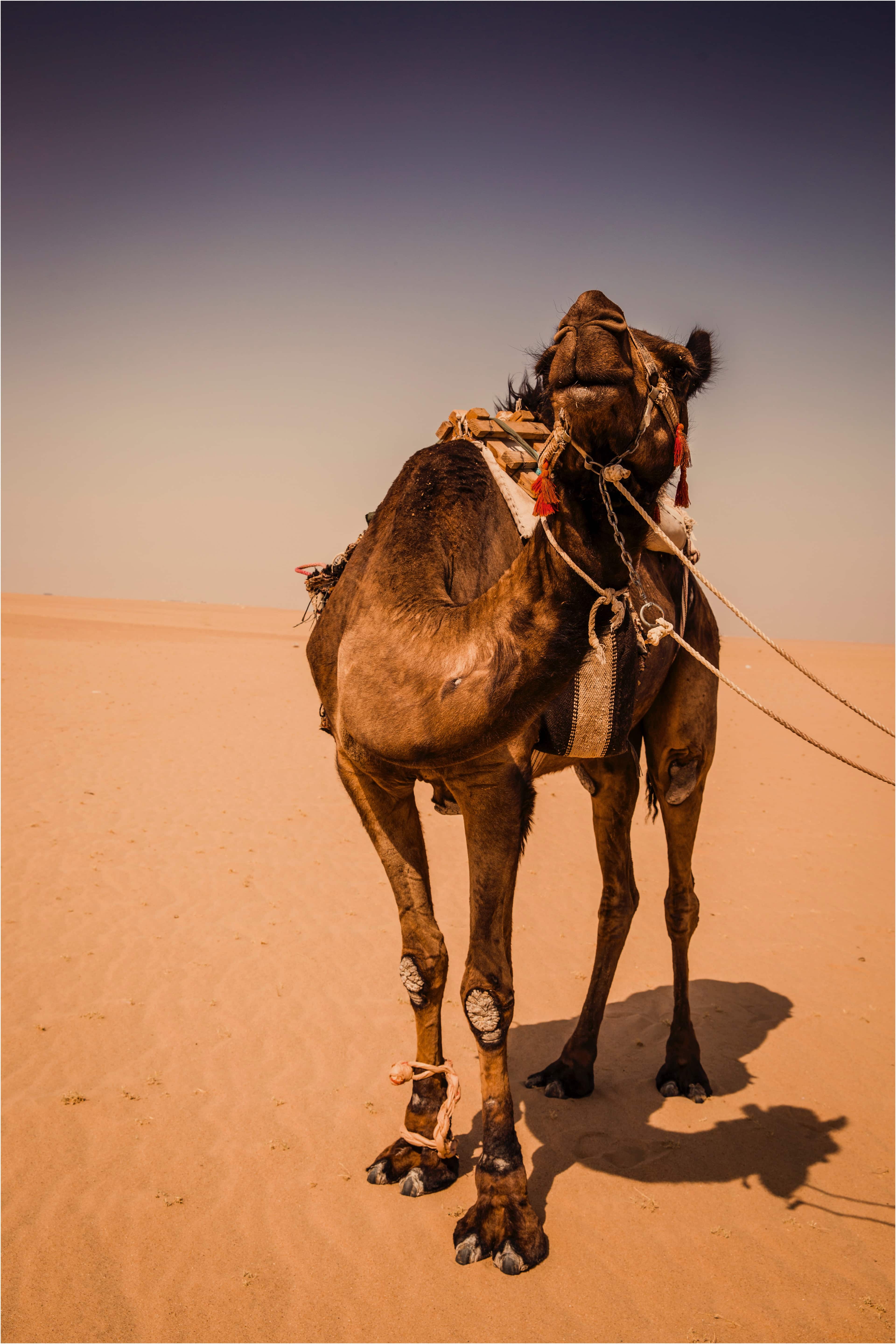 Safari Kuwait, Kuwait travel guide, things to do in Kuwait