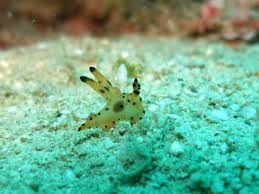 Anilao Diving, diving in the Philippines