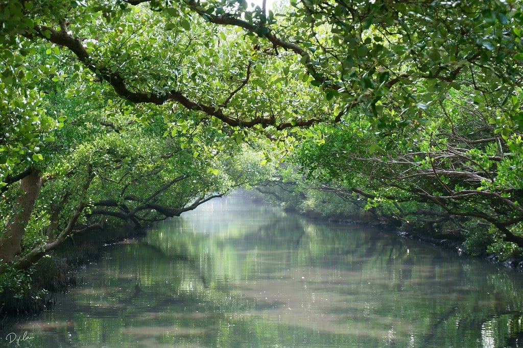 Sicao Mangrove Tainan