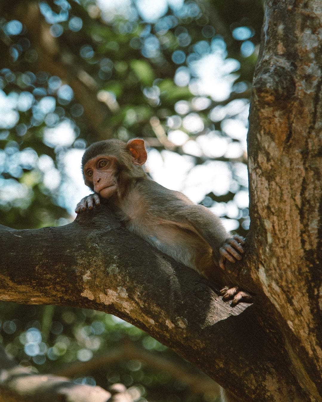 Things to do in Sanya, Sanya travel guide,, Monkey Island