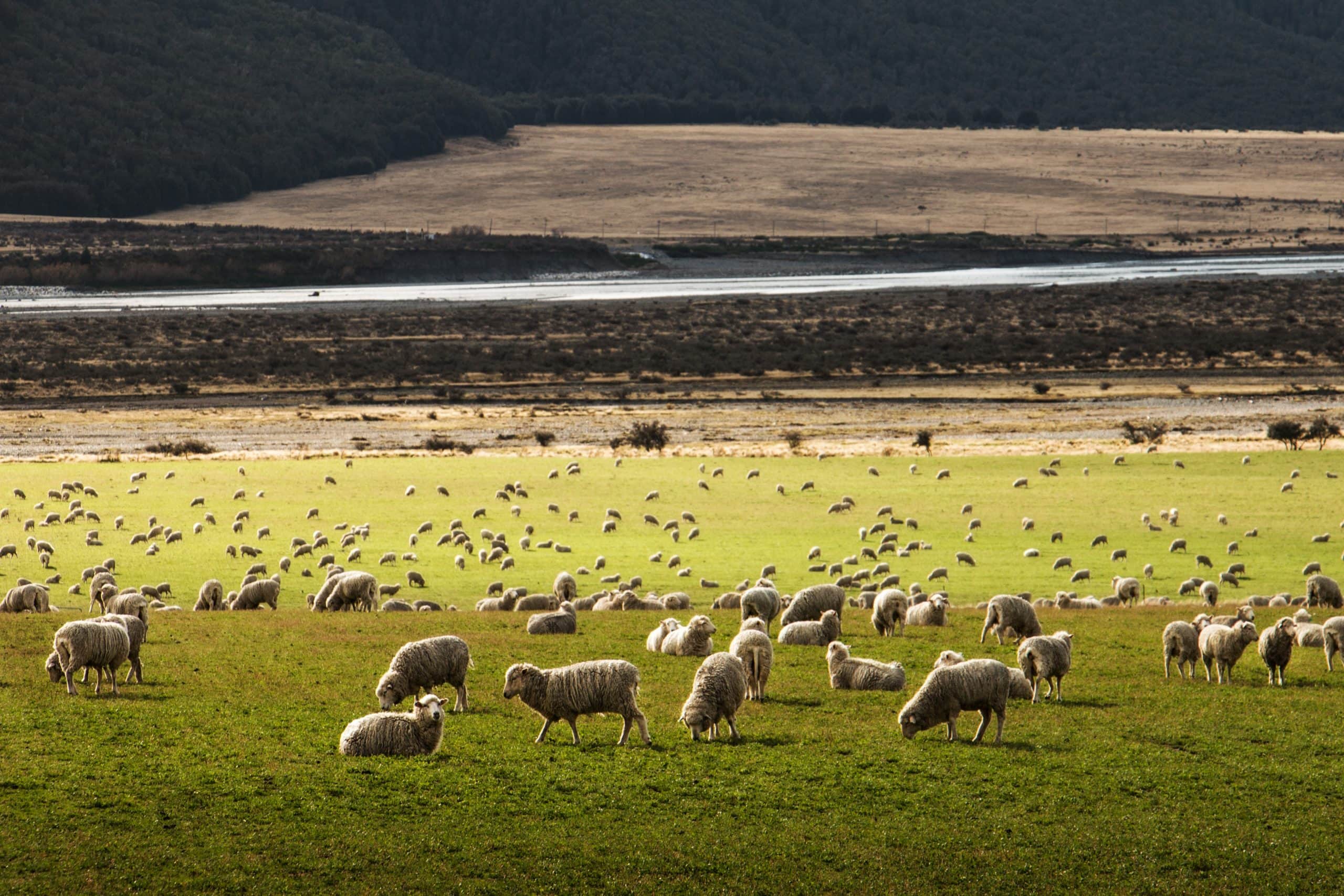 4 Best Things To Do In New Zealand 4 New Zealand 4 scaled