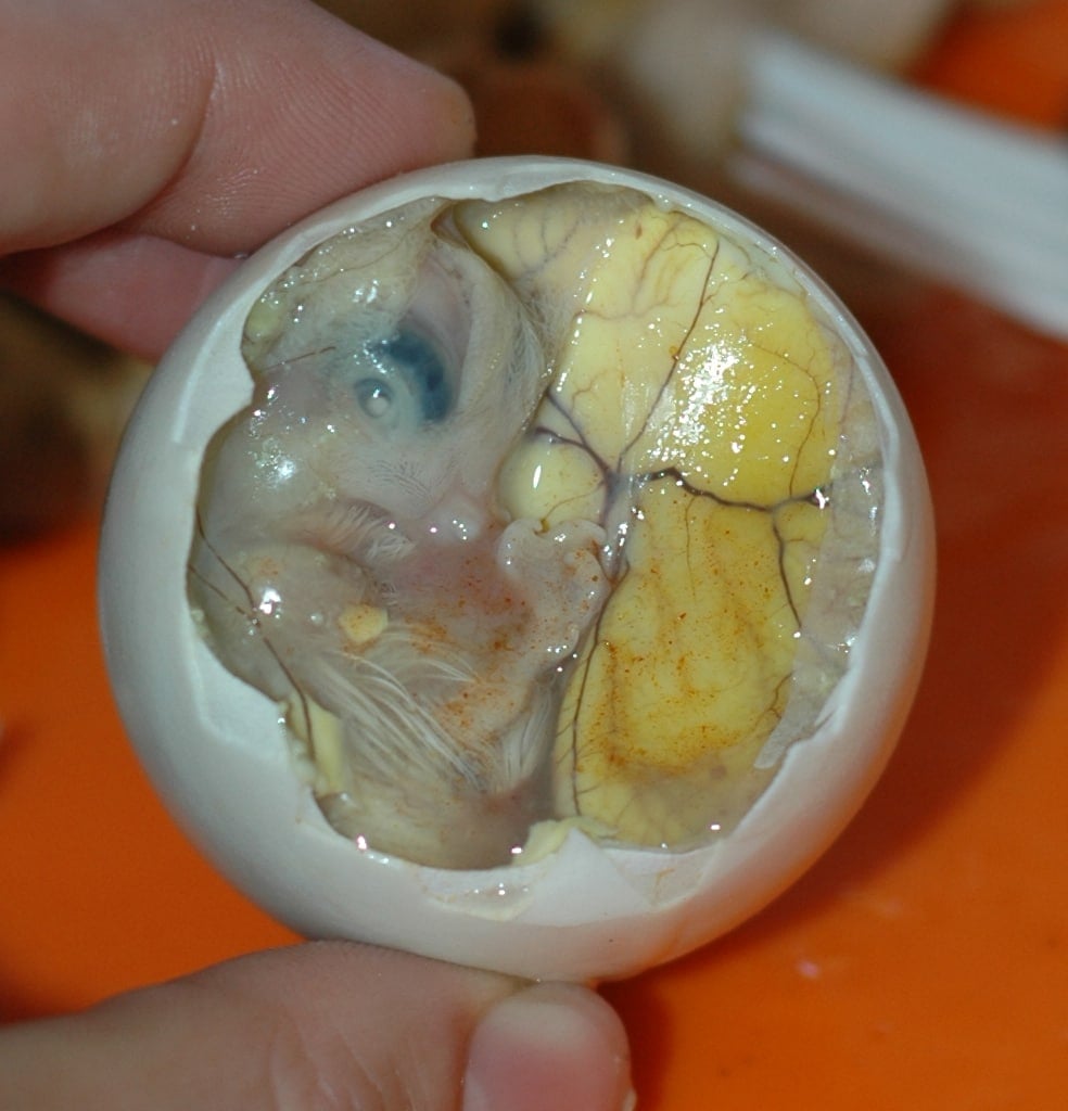 Street Food Philippines - 50 Best Filipino Street Food You Must Try 4 Balut, Filipino Street food