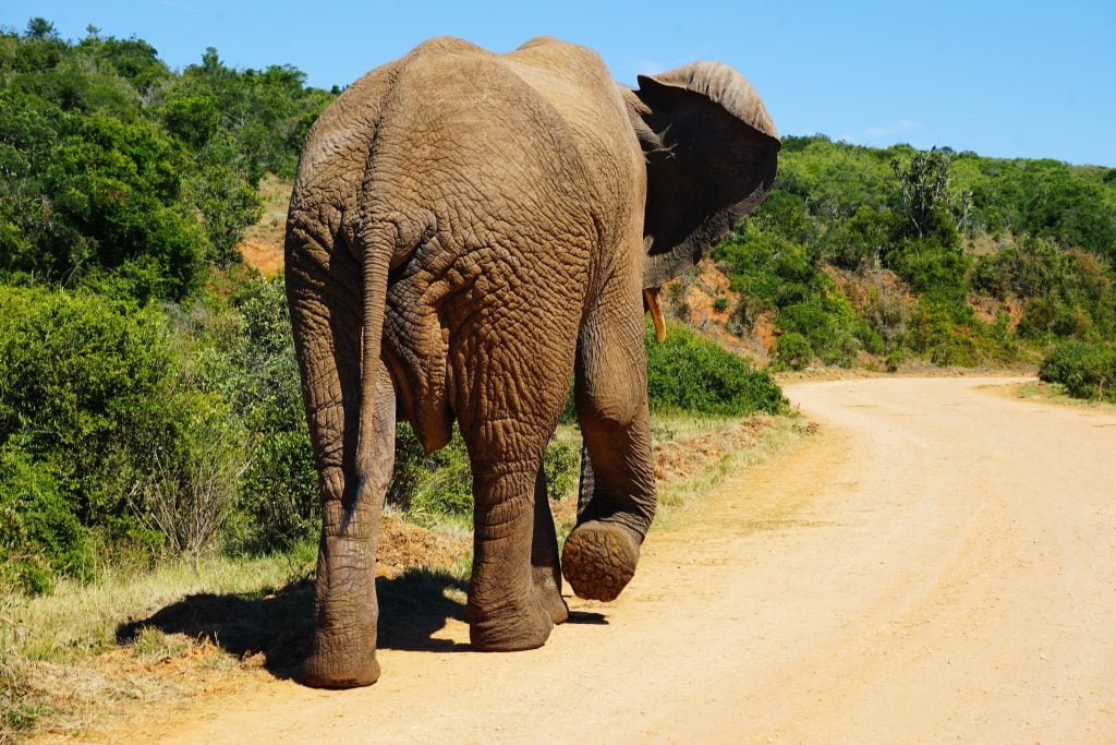 Top 6 Self-Drive Parks of Africa 6 Addo Elephant National Park, South Africa