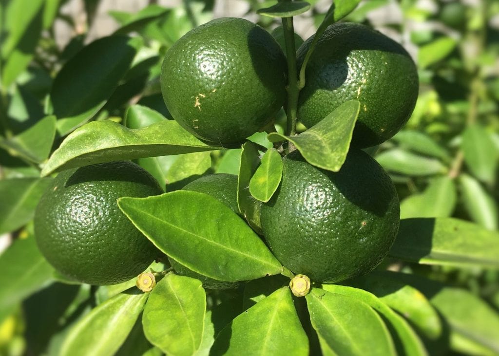 25 Philippine Fruits You Need to Try Before You Leave the Islands 23 Calamansi,