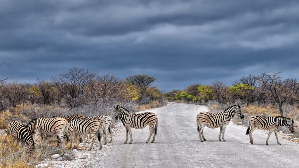 Top 6 Self-Drive Parks of Africa 4 Etosha National Park, Namibia