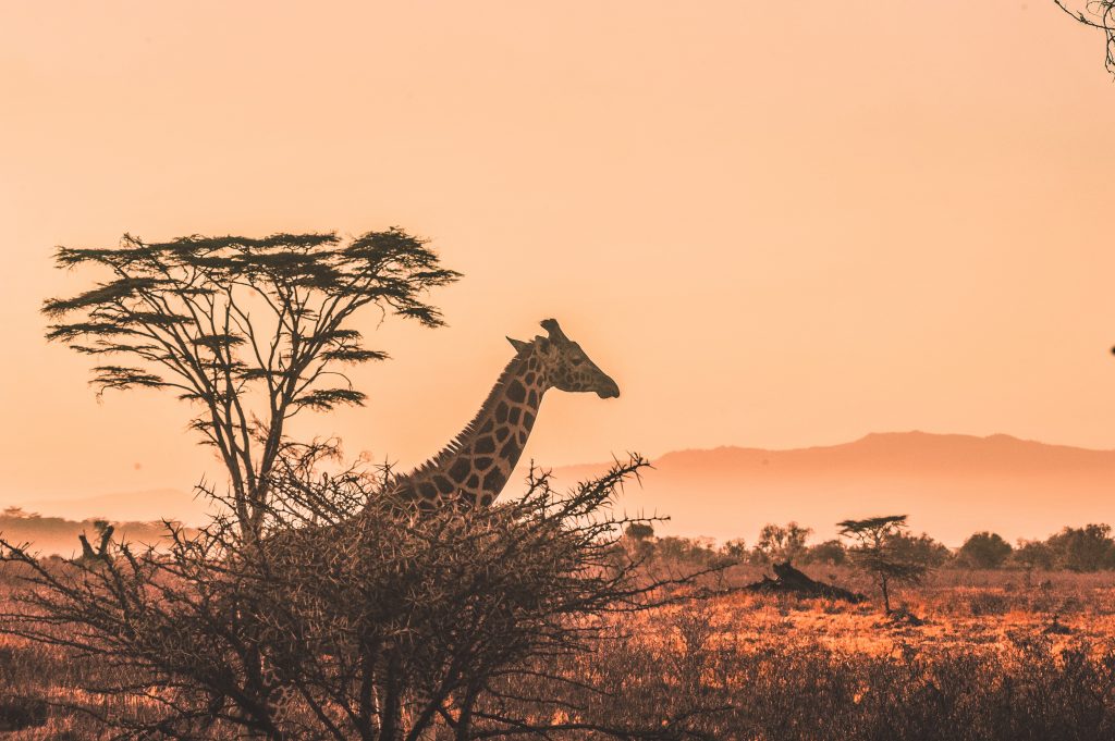 Top 6 Self-Drive Parks of Africa 7 Kgalagadi Transfrontier Park, Botswana & South Africa