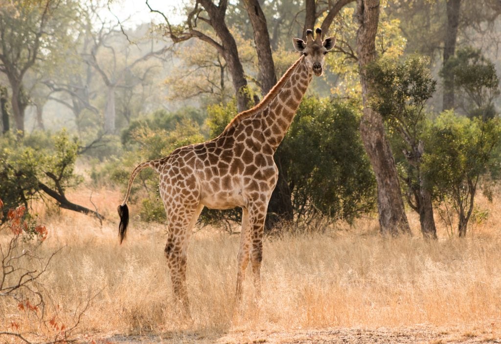 Top 6 Self-Drive Parks of Africa 2 Kruger National Park, South Africa, Top 6 Self-Drive Parks of Africa