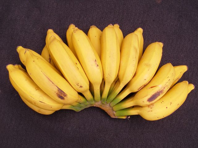 25 Philippine Fruits You Need to Try Before You Leave the Islands 14 Latundan Banana, national fruit of the philippines, philippine fruits, filipino fruits, fruits in the philippines