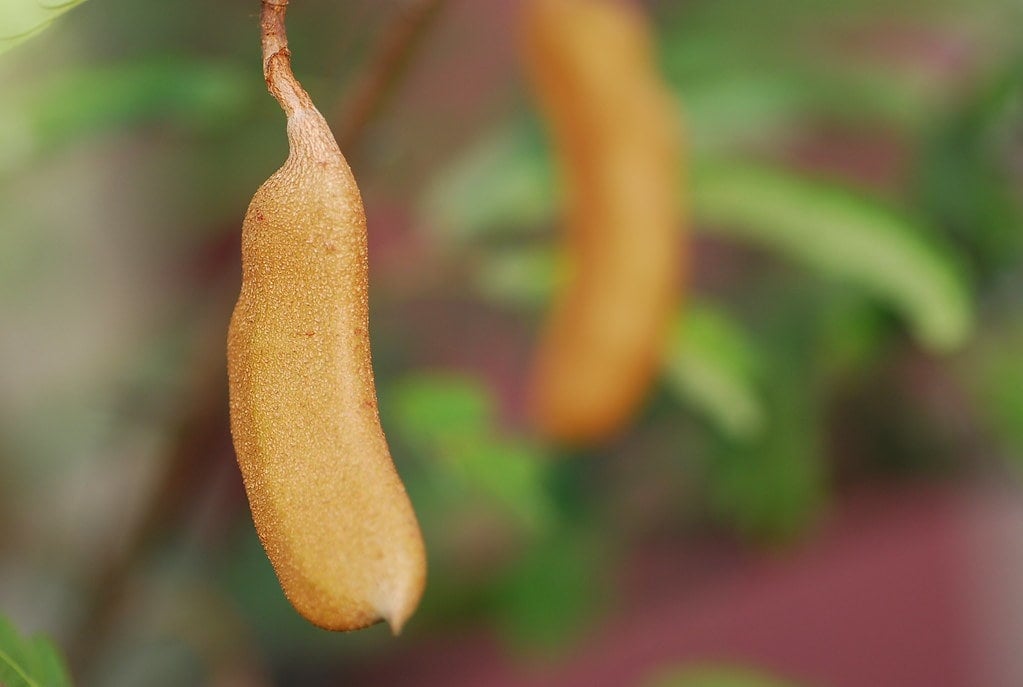 25 Philippine Fruits You Need to Try Before You Leave the Islands 20 Sampaloc