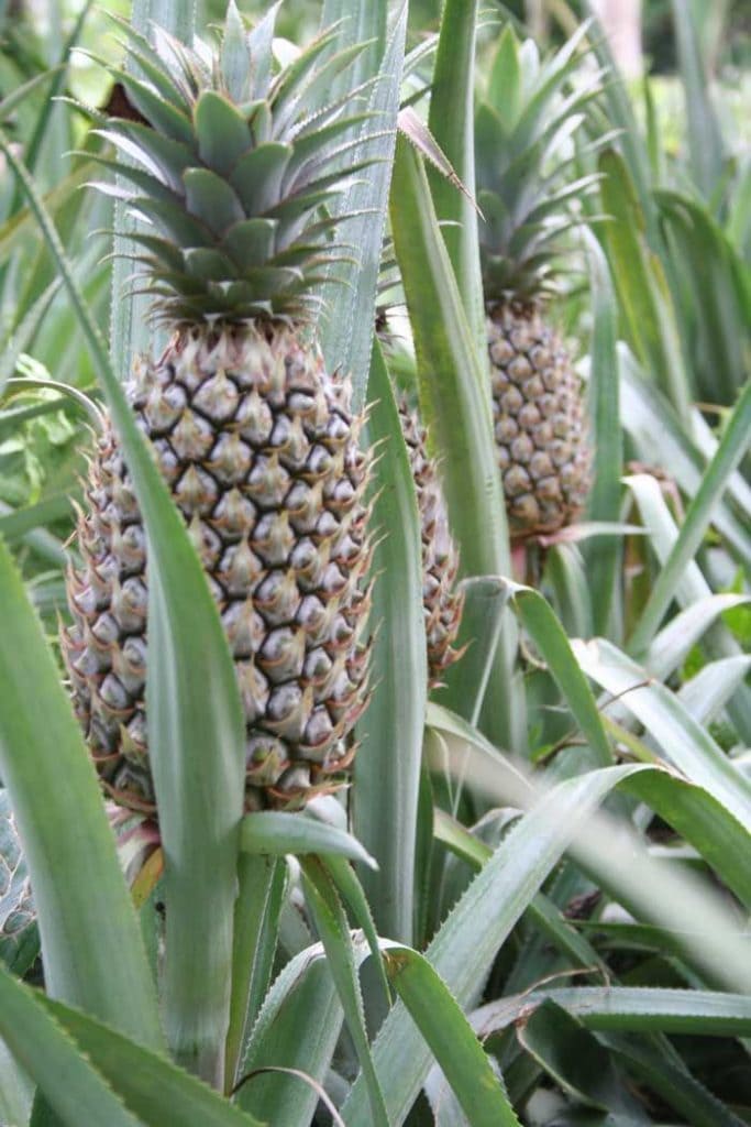 25 Philippine Fruits You Need to Try Before You Leave the Islands 18 Pineapple,