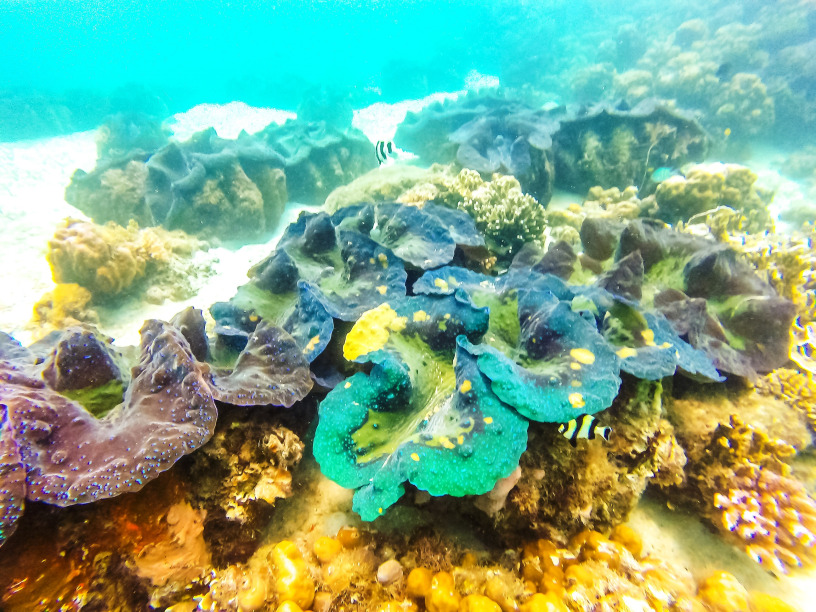 18 Best Samal Island Tourist Spots And Things to do in Samal Island (Travel Guide) 23 Giant Clam Sanctuary