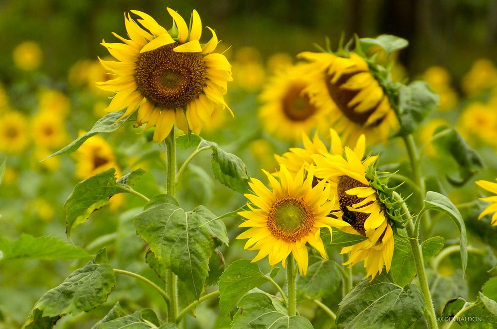 21 Best Albay Tourist Spots And Things to do in Albay (Travel Guide) 19 Ligao City’s Sunflower Farm, albay tourist spots, things to do in albay