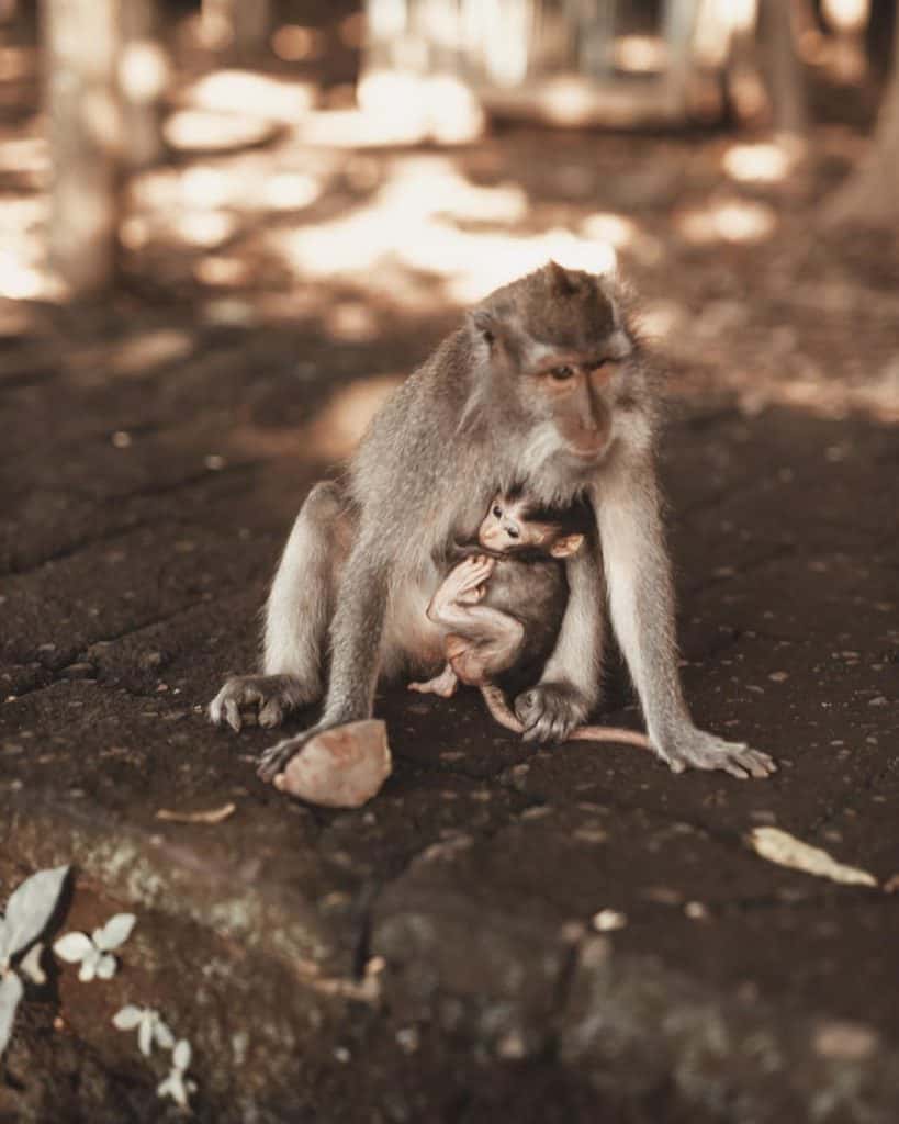 A Perfect 3 Days Ubud Itinerary And Day Trips 11 Kecak dance, Ubud itinerary