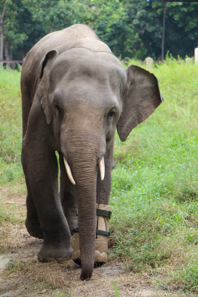 What No One Tells You Before Your First Trip to Thailand: 60 Thailand Travel Tips Every First-Timer Wishes They Knew Before Landing 11 Cambodia travel tips, things to know before visiting Cambodia, facts about Cambodia, don't ride elephants in Cambodia
