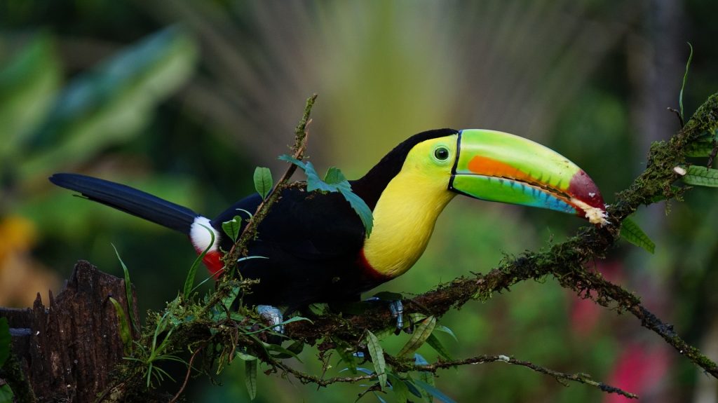 Things I Wish I Knew Before My First Costa Rica Trip: What No One Tells You Before Visiting Costa Rica 5 Costa Rica travel tips, things to know before visiting Costa Rica, facts about Costa Rica