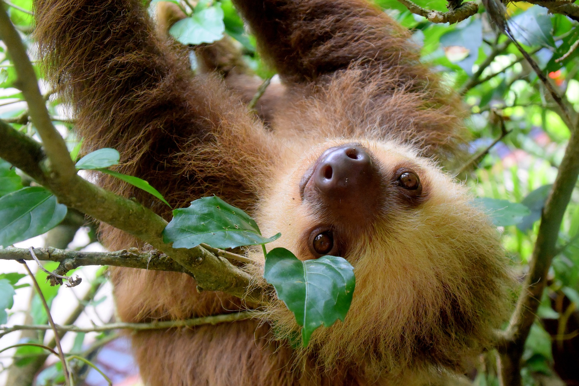 Best Apps for Outdoors And Hiking 3 Best Apps for Outdoors And Hiking, Panama travel tips, things to know before visiting Panama, facts about Panama, sloths