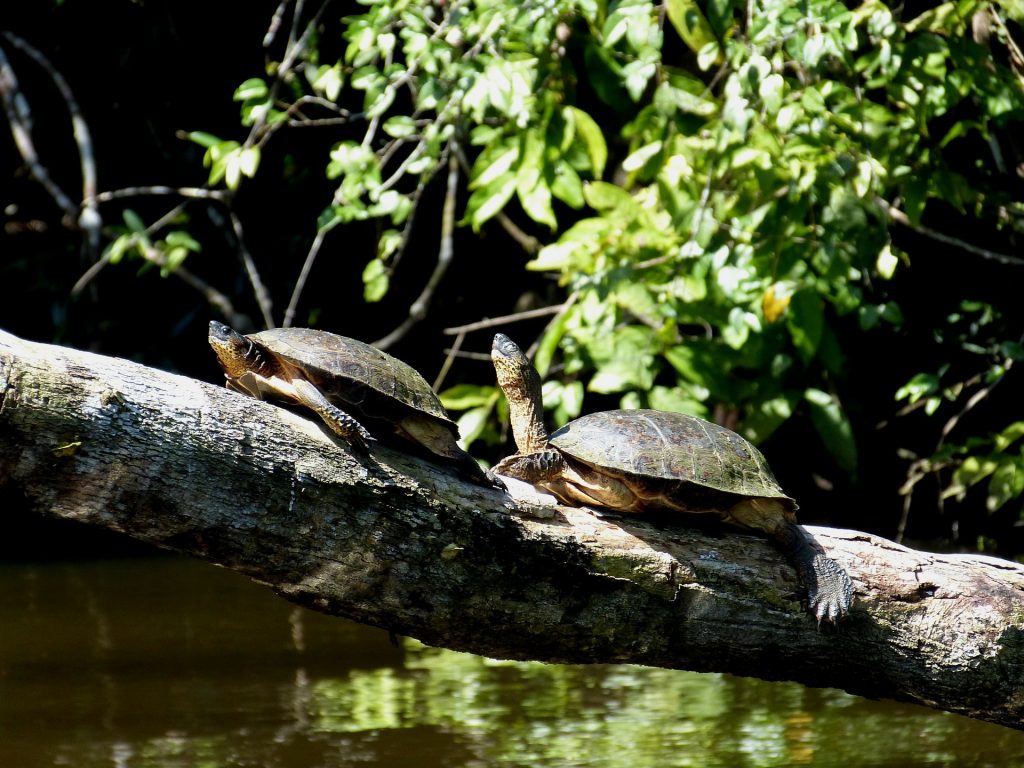 Things I Wish I Knew Before My First Costa Rica Trip: What No One Tells You Before Visiting Costa Rica 14 TORTUGUERO NATIONAL PARK, Costa Rica travel tips, things to know before visiting Costa Rica, facts about Costa Rica