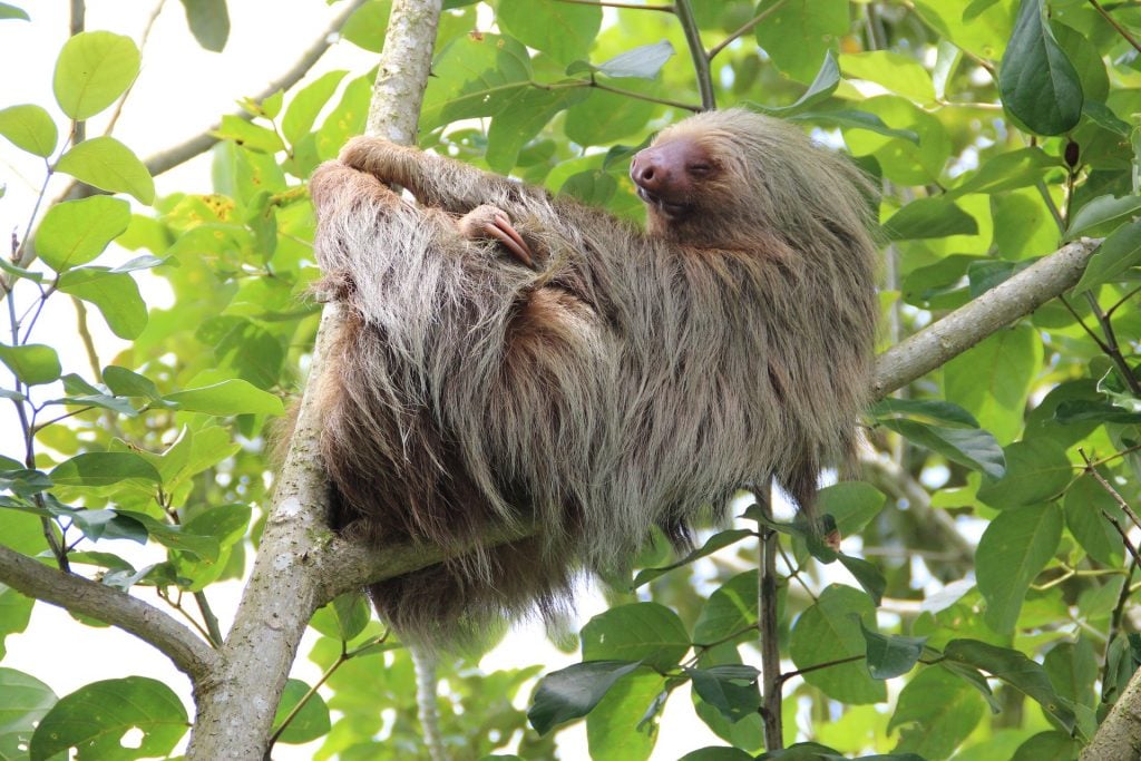 Things I Wish I Knew Before My First Costa Rica Trip: What No One Tells You Before Visiting Costa Rica 24 Costa Rica travel tips, things to know before visiting Costa Rica, facts about Costa Rica, Wildlife Costa Rica