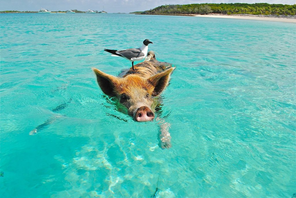 35 Things To Know Before Visiting Bahamas - Bahamas Travel Tips For First Timers 20 Bahamas Travel Tips, things to know before visiting Bahamas, facts about Bahamas, Exuma Cays Land and Sea Park