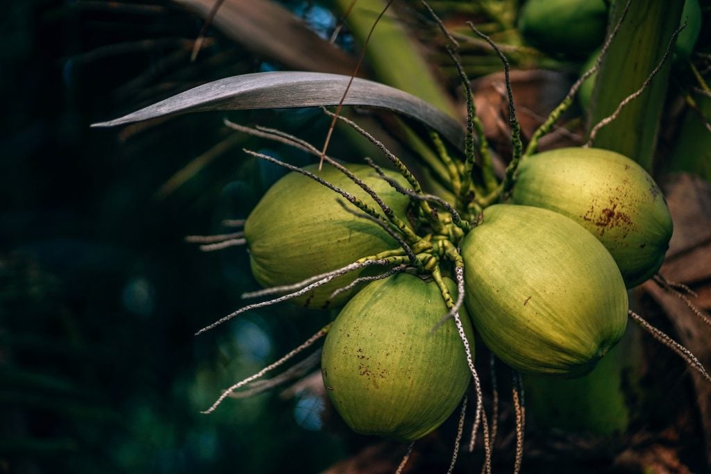 Best Aruban Food: 44 Best Aruban Dishes And Traditional Food In Aruba To Try 47 Bahamas Travel Tips, things to know before visiting Bahamas, facts about Bahamas, Coconut