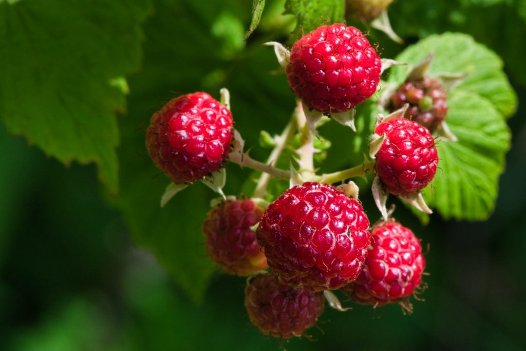 45 Serbia Travel Tips And Things To Know Before Visiting Serbia For First Timers 22 Serbia Travel Tips, things to know before visiting Serbia, facts about Serbia, Raspberries