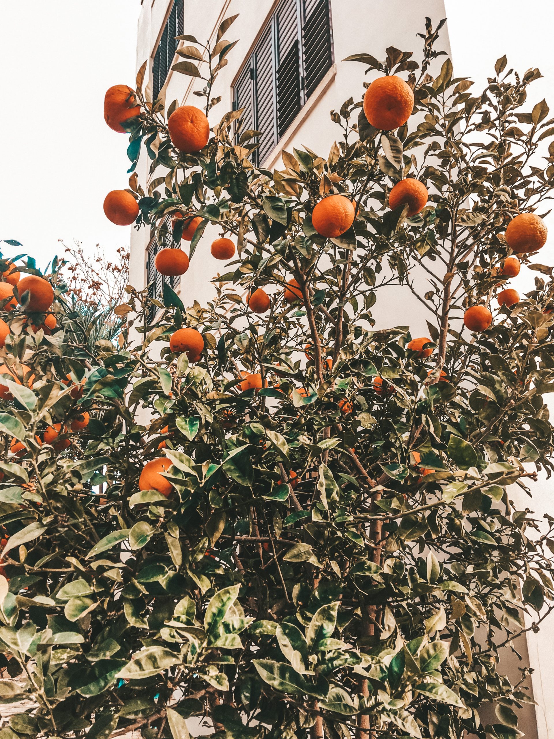 Paphos Old Town, Most Instagrammable Places In Cyprus And Best Cyprus Instagram Spots