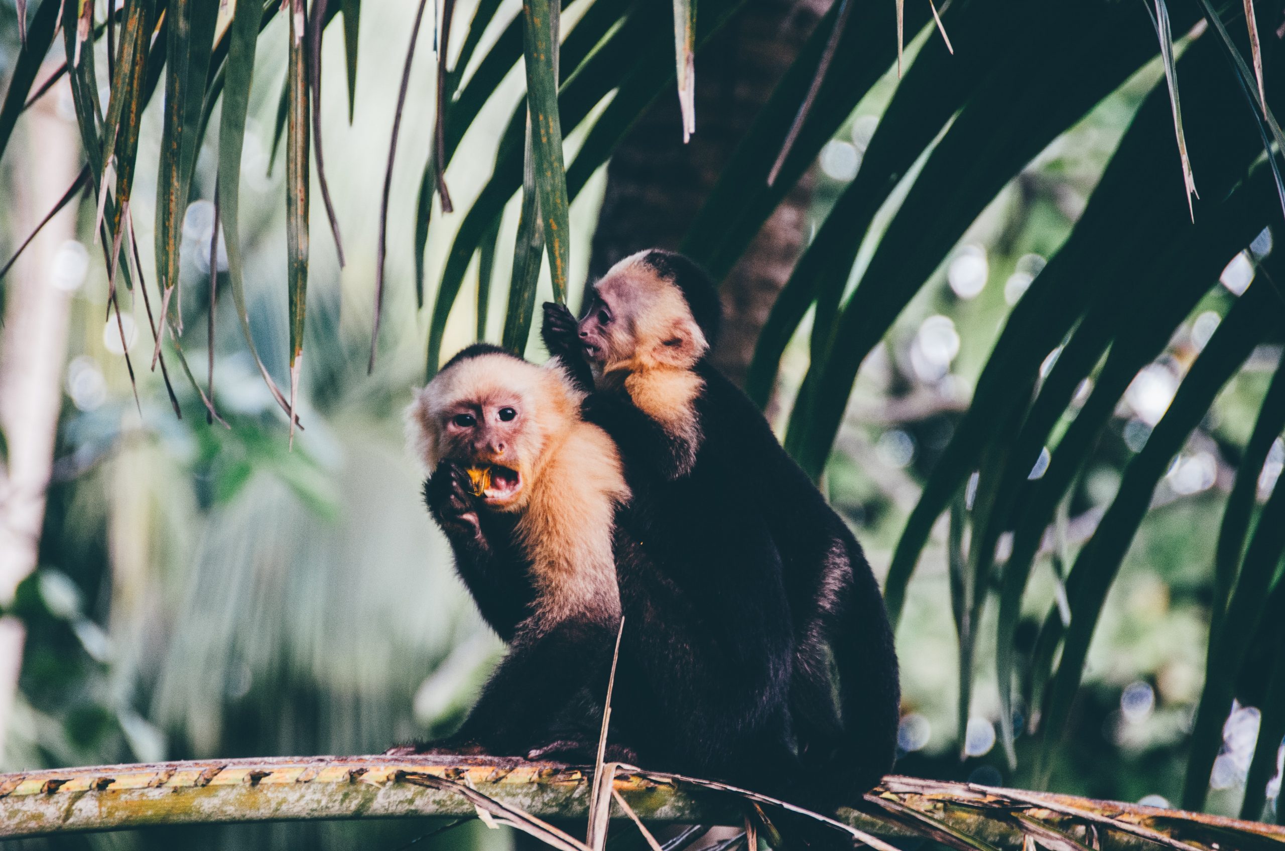 What To Wear In Costa Rica - Costa Rica Packing List 8 Costa Rica What to Pack List 2 scaled