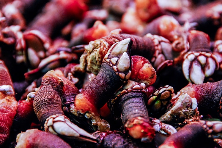 53 Spanish Foods That Will Change How You Think About Eating in Spain 29 Percebes, Spanish Food, spanish cuisine, traditional spanish food, food in Spain, Spanish dishes